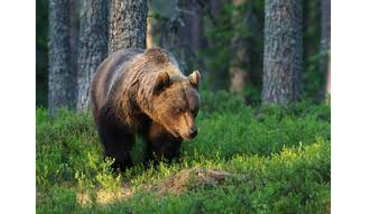 Odvolanie mimoriadnej situácia - výskyt medveďa hnedého