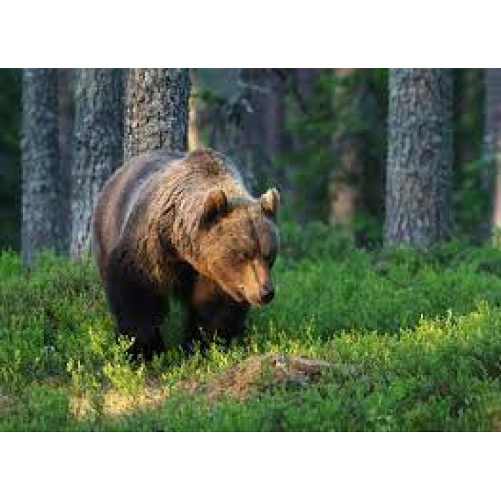 Odvolanie mimoriadnej situácia - výskyt medveďa hnedého